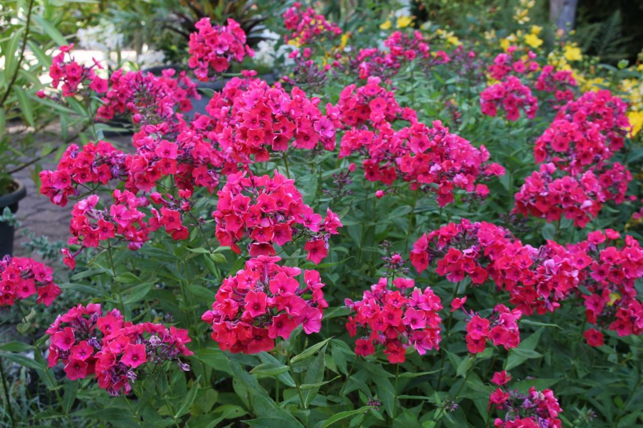 Fewo - Wohlfuehlambiente & Gartenparadies Modautal Εξωτερικό φωτογραφία